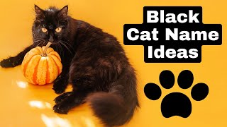 Black Cat Name Ideas