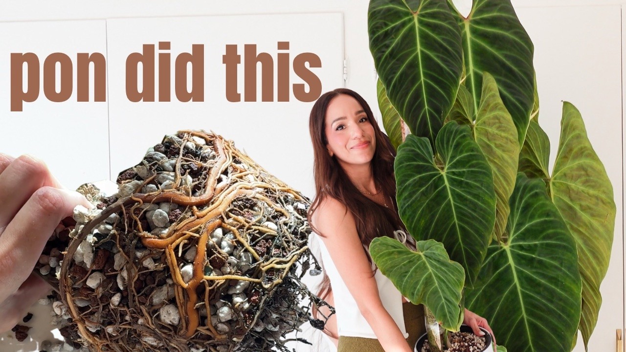 День пересадки филодендрона 🌱 смесь ароидных, пони + моховой столб