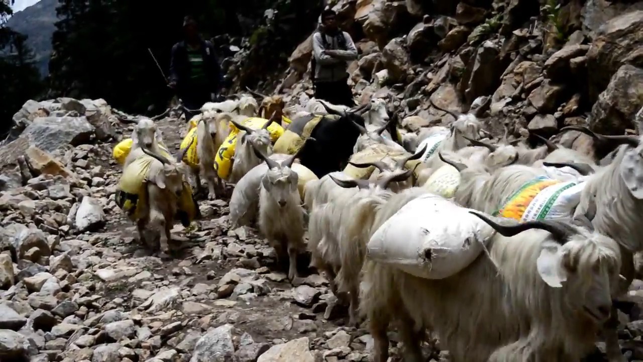 Real Nepal Experience Trek & Tour in Nepal