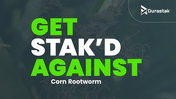 Get Stak’d Against Corn Rootworm with Durastak
