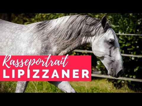 Video: Lipizzaner Pferderasse Hypoallergen, Gesundheit Und Lebensdauer Health