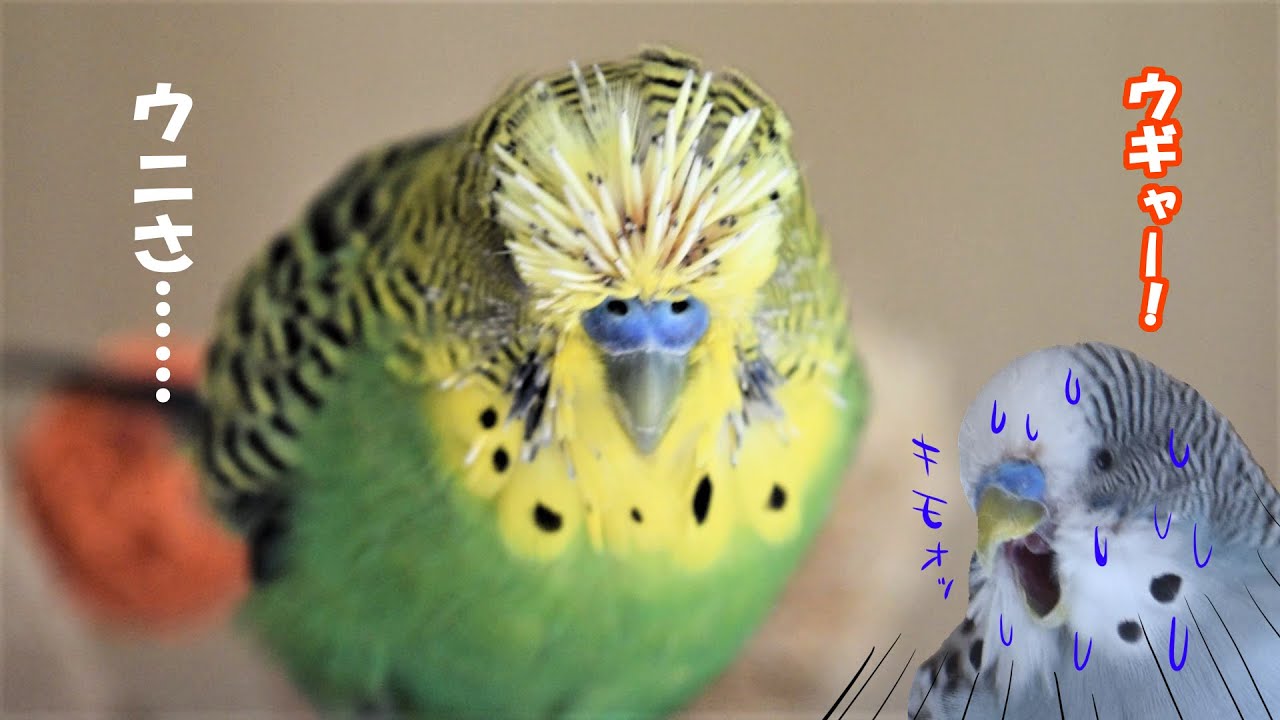 セキセイインコ 換羽でウィン子がパイプウニに寄生された Youtube