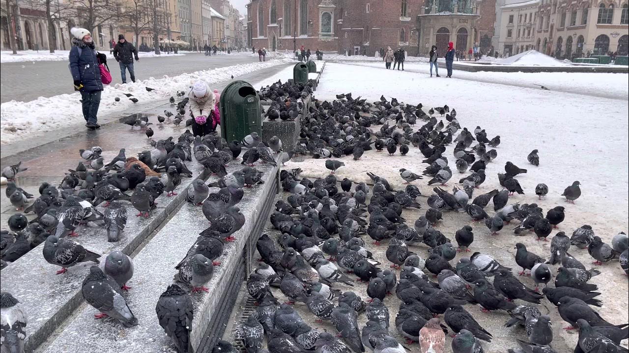 How pigeons keep warm in the snow YouTube