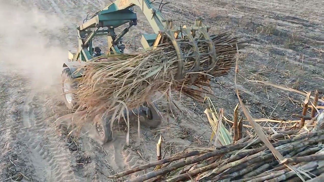 เสียเหลี่ยมขึ้นอ้อย