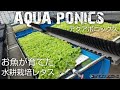 【アクアポニックス】農薬も溶液もLEDも使わず水耕栽培したレタス   DoDo Aqua Japan