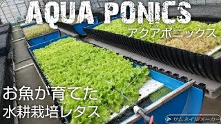 【アクアポニックス】農薬も溶液もLEDも使わず水耕栽培したレタス   DoDo Aqua Japan