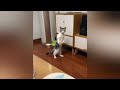 Funny cates  cute cats  funny kittys whatsapp status