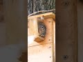 Squirrel yawns and waves hello