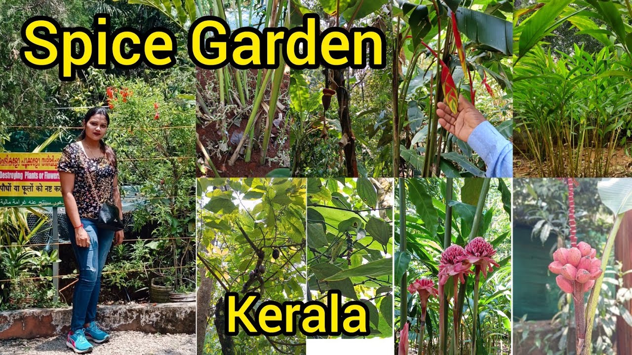 Kerala Spice Garden Tour Description of Spices tree and medicine