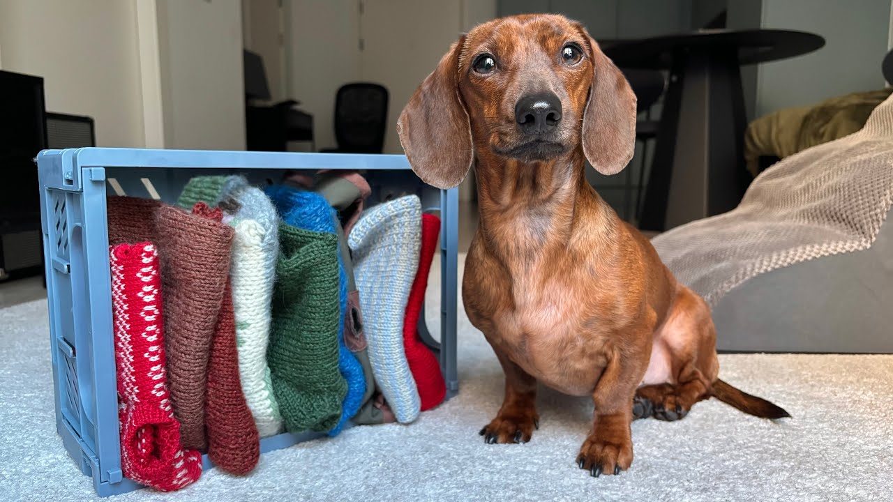 Mini dachshund's extensive handmade sweater collection