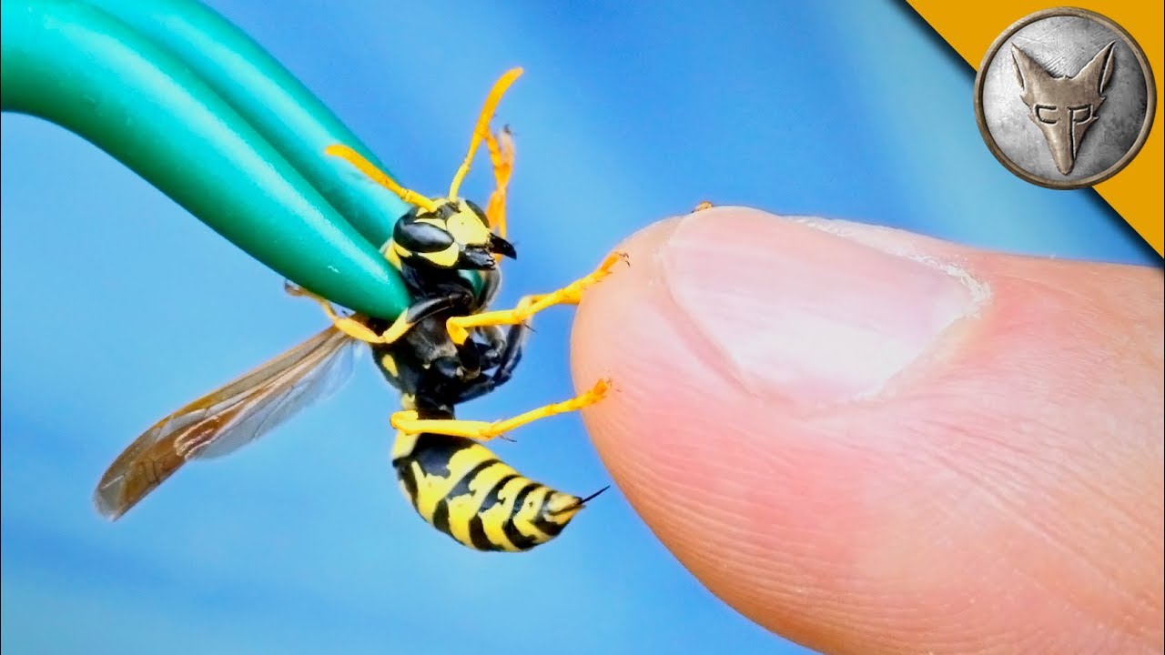 ⁣STUNG by a YELLOW JACKET!