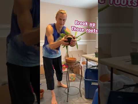 Potting Up An Overgrown Epiphyllum Orchid Cactus, Tips