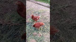 Kınalı Kızlarım Resimi