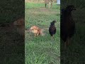 Chickens eating a farm fresh apple from our apple tree