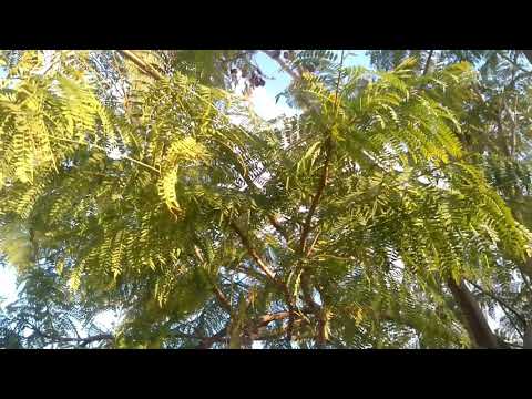 شجرة جكرندا Jacaranda Mimosifolia Youtube