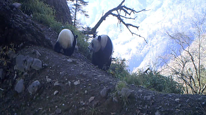 Baby Panda & Mom Caught on Camera | WWF - DayDayNews