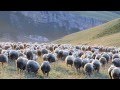 Стада овец в горах села Гапшима, красивый вид ,Herds of sheep in the mountains