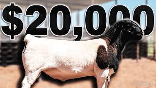 A 20,000 Dorper Sheep Strauss Dorper In Namibia, Africa The Afrikaner Farmer Series