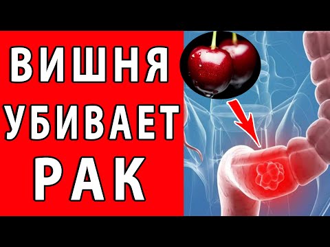 ВИШНЯ ЗАЩИЩАЕТ от НЕСКОЛЬКИХ ВИДОВ РАКА 👍 Что творит вишня с организмом