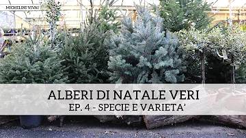 Perché l'albero di Natale e un abete?