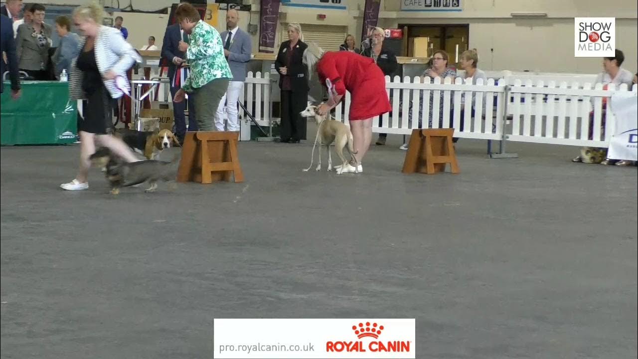 Paignton and District Fanciers Association Championship Dog Show 2021 day 2 Utility and Hound Paignton and District Fanciers Association Championship Dog Show 2021 day 2 Utility and Hound