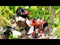 Red Cherry Wasp EGG TUMMY DRAGON Series off Outsized Feeding | Bulbul bird nest video | ep 8 day 3
