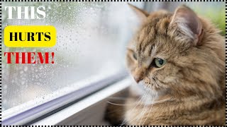 EVERYDAY THINGS THAT SERIOUSLY STRESSED OUT CATS! by For Pet Owners 1,074 views 11 days ago 3 minutes, 19 seconds