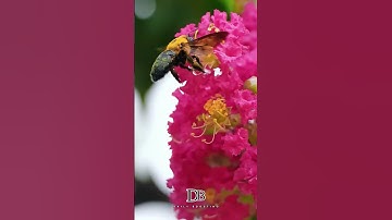 BEES Are Smarter Than You Think 🐝🤯