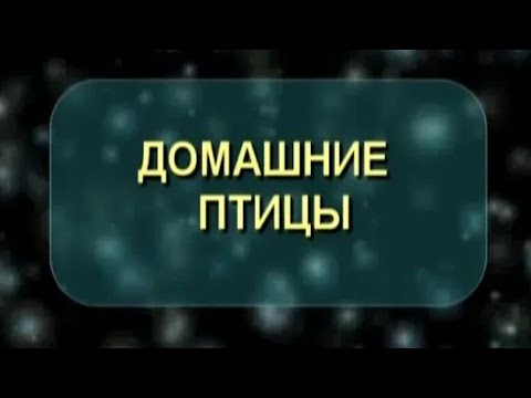 Видео: Цыплята были первоначально одомашнены для коктейля, а не для еды