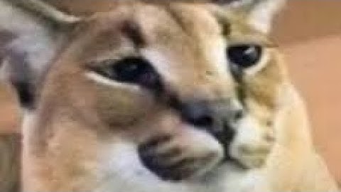 when you join a city roleplay server without the host 2|simple sandbox 2