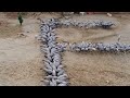 Craneskoonj birdsmigratory birds or siberian birds in lakki marwat manjiwala cranes4200 koonj