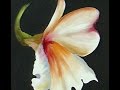 The Beauty of Oil Painting, Series 1, Episode 13 &quot; Alstroemeria &quot;