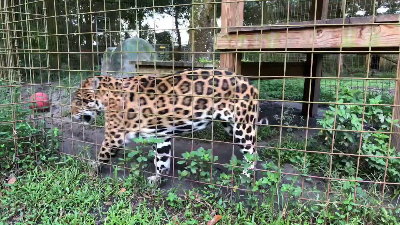 leopard print Q&A w/ Brittany 09132018
