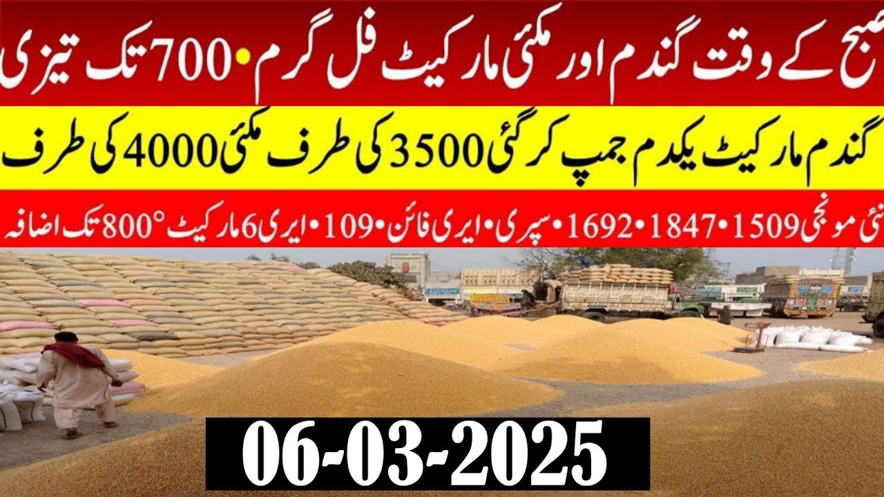 Wheat future price 2025/wheat price today/New Munji Sindh Punjab rates ...