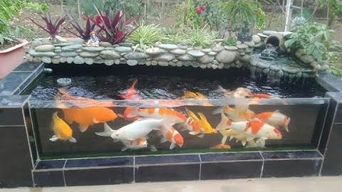 Hồ Cá Koi 2,5 Khối Ngoài Trời Rất Đẹp - Bộ Lọc 4 Ngăn Nước Siêu Trong.Hồ Của Em Hưng ở Sơn La.