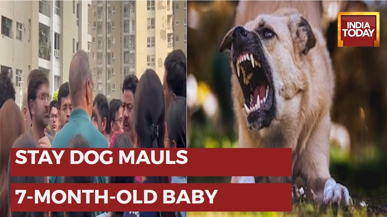 Residents Protest As Kid Mauled To Death By Stray Dog In Noida Housing ...