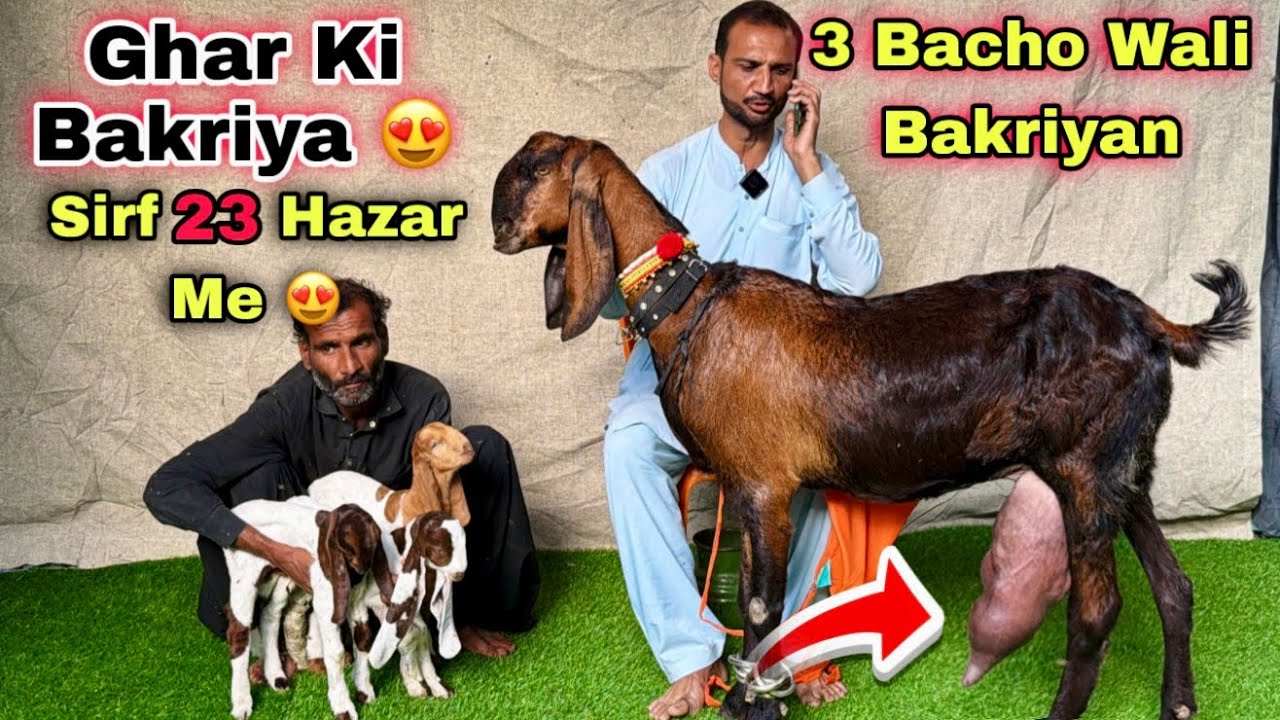 Ghar Me Karachi Ki Sasti Bacho & Dodh Wali Bakriyon Ki Mandi😍 Nana Goat Farm | Lalukhet Bakra Mandi 