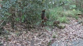 male Red-legged Pademelons fighting