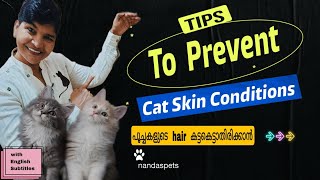 പൂച്ചയുടെ Hair കട്ടകെട്ടാതിരിക്കാൻ | Follow This Video @NANDASPets by NANDAS pets 642 views 1 year ago 7 minutes, 50 seconds