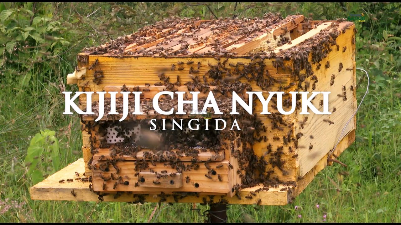 🔴#TSC: KIJIJI CHA NYUKI | BEE VILLAGE (SINGIDA)