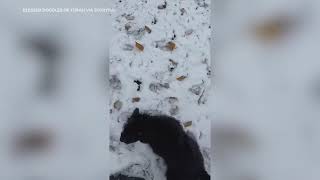 Puppies explore snow for the first time in Montana