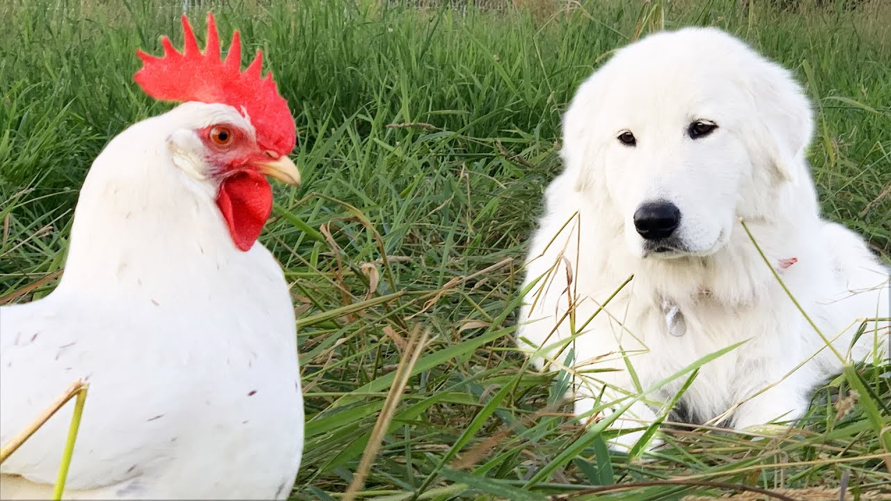 maremma livestock guardian dog