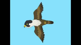 Avian Animations Falcons
