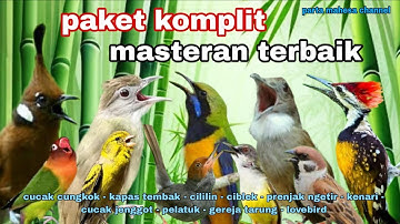Masteran Full Isian Tembakan Kasar Materi Mewah Untuk Murai batu, Cucak ijo