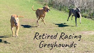 Happy Retired Racing Greyhounds Running by Hi, I'm Steph 1,044 views 6 months ago 2 minutes, 52 seconds