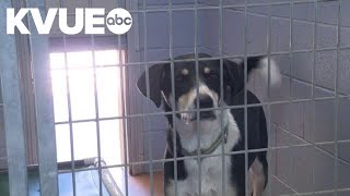 Hays County expands public health initiative through new Animal Welfare Services Division