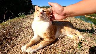 人懐っこい茶シロ猫とダムのほとりでピクニックをしてきた