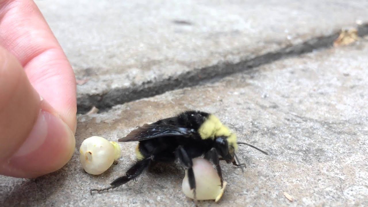 Pet Bee Feeding Time YouTube