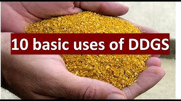 Uncovering the Incredible Power of DDGS: 10 Uses You Won