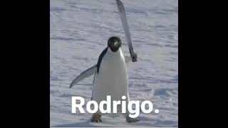 Rodrigo.